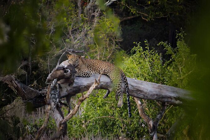 Yala National Park Shared Safari Tour Morning Evening & Full Day - Who Should Consider This Safari?