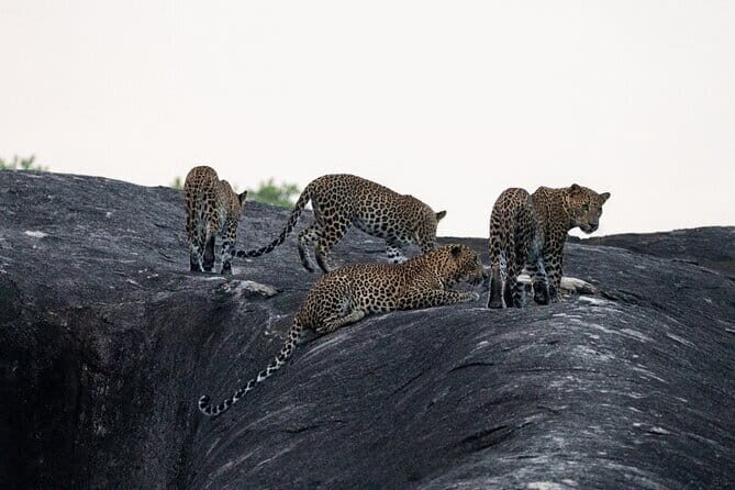 Yala National Park special Half-Day & Full-Day Safari Adventure - The Tour Overview: What to Expect