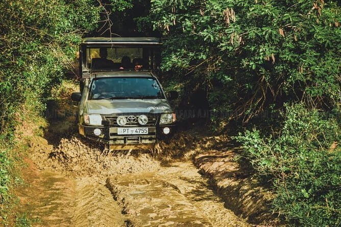 Yala National Park special Half-Day & Full-Day Safari Adventure - The Experience: What It Feels Like