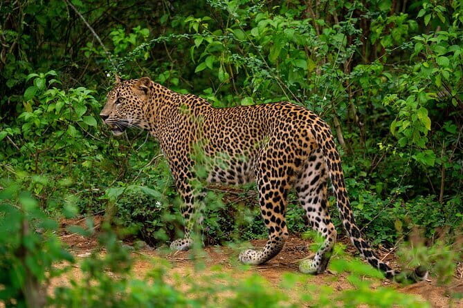 Yala National Park special Half-Day & Full-Day Safari Adventure - Additional Amenities and Considerations