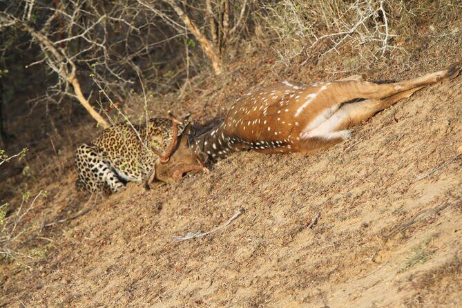 Yala National Park Special Leopard Safari Tour - An In-Depth Look at the Yala Leopard Safari