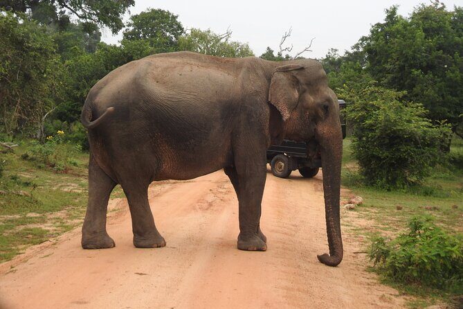 Yala National Park Special Leopard Safari Tour - The Sum Up