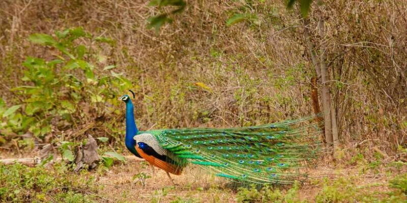 Yala National Park Wildlife safari from Bentota - Key Points