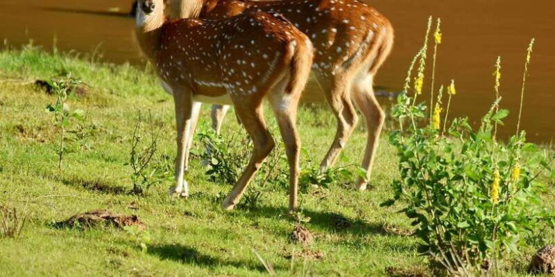 Yala National Park Wildlife safari from Bentota - Pricing and Value
