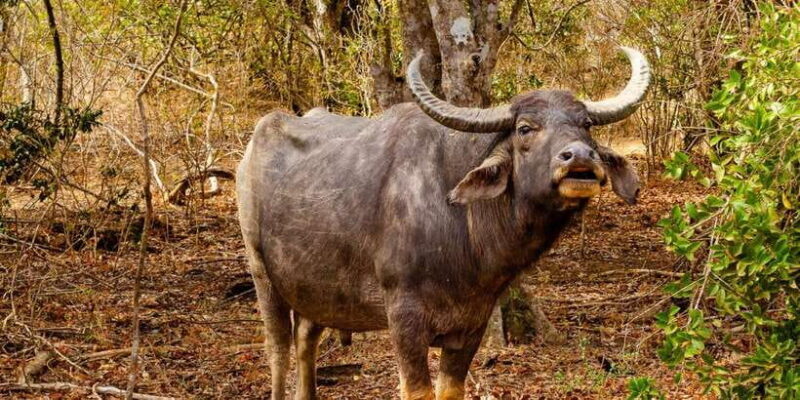 Yala National Park Wildlife safari from Bentota - Final Thoughts: Is This Tour for You?