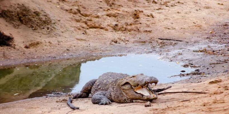 Yala National Park Wildlife safari from Mirissa - Introduction: Why Consider This Tour?