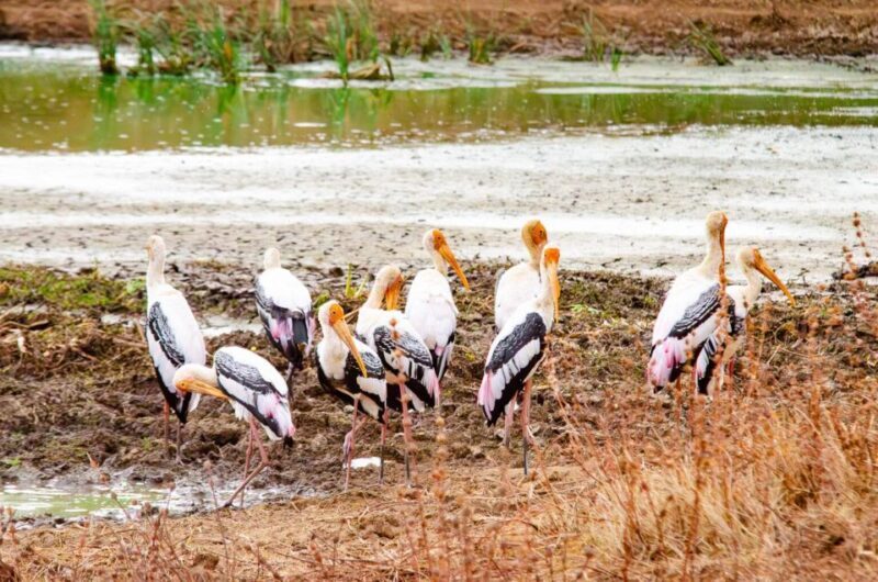 Yala National Park Wildlife safari from Mirissa - Pricing and Value