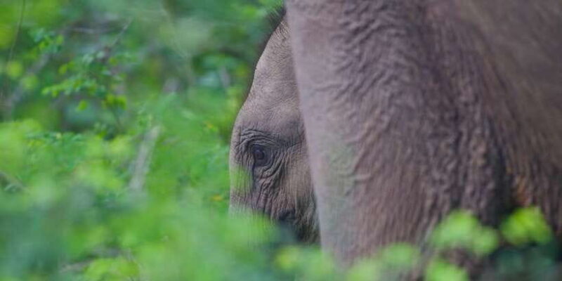 Yala National Park Wildlife safari from Mirissa - Practical Tips for Booking and Preparing