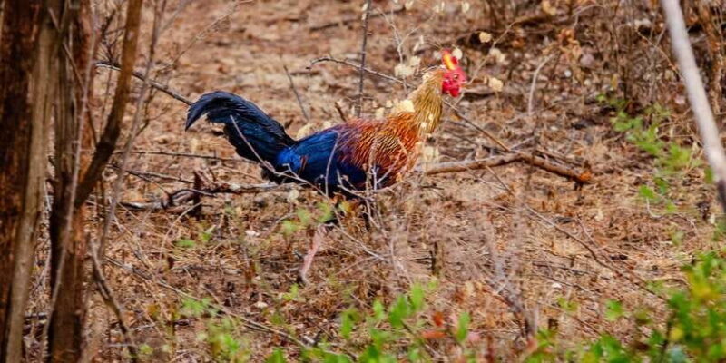 Yala National Park Wildlife safari from Mirissa - Who Might Want to Consider Other Options