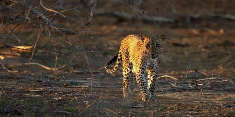 Yala: Night Drive in Yala National Park Buffer Zone! - What to Expect from the Night Drive in Yala