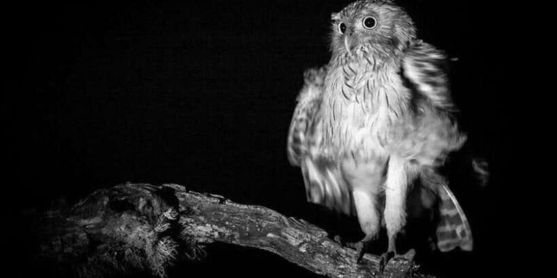 Yala: Night Drive in Yala National Park Buffer Zone! - Final Thoughts