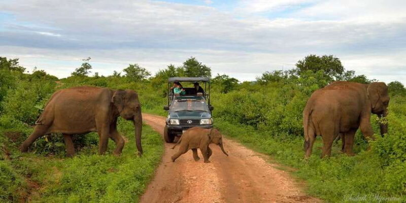 Yala: Private Safari Day Trip with Lunch & Entry Fees - Key Points