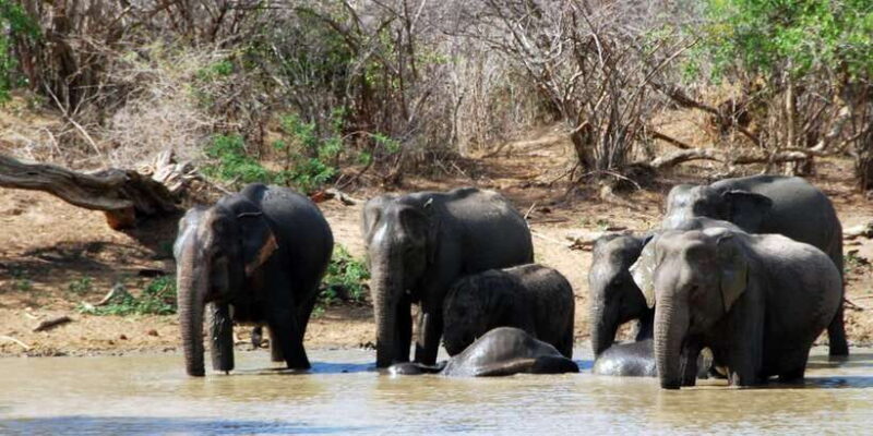 Yala: Private Safari Day Trip with Lunch & Entry Fees - A Detailed Look at the Yala Private Safari Tour