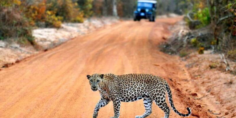 Yala: Private Safari Day Trip with Lunch & Entry Fees - The Sum Up