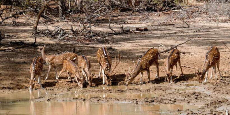Yala: Private Safari Day Trip with Lunch & Entry Fees - Frequently Asked Questions
