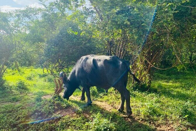 Yala Private Safari Jeep Half Day - What You Can Expect from the Yala Private Safari Jeep