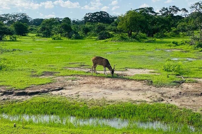 Yala Private Safari Jeep Half Day - Practical Details to Keep in Mind