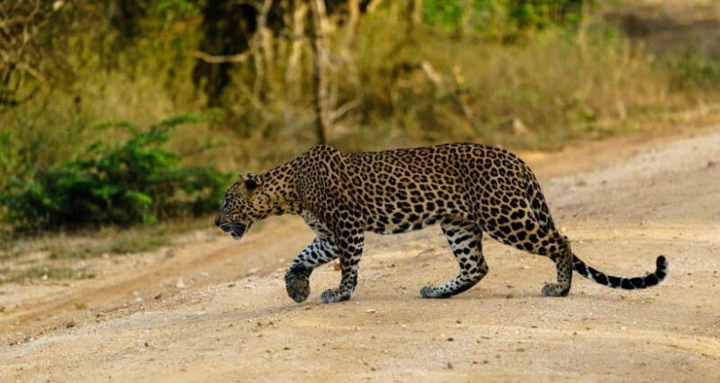 Yala Safari : 7 hour & 12 hour Tours - Key Points