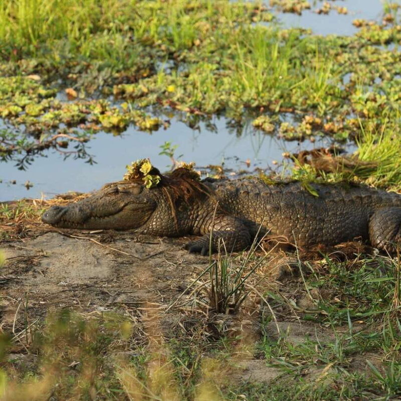 Yala Safari : 7 hour & 12 hour Tours - Final Thoughts