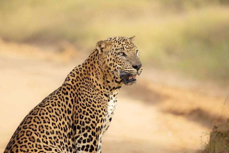 Yala Safari : 7 hour & 12 hour Tours - FAQ