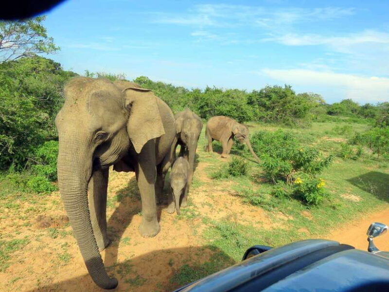 Yala Safari : 7 hour & 12 hour Tours - The Sum Up