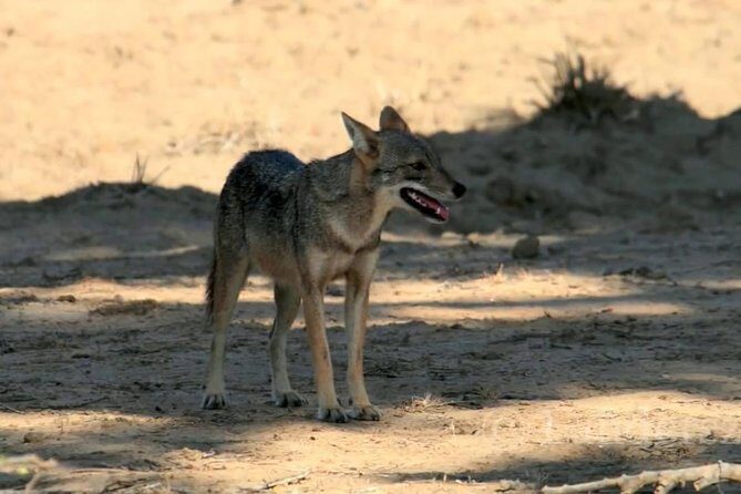 Yala Safari by Yala Safari Wonders - The Transportation and Group Size