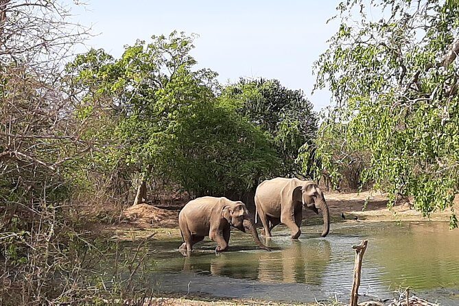 Yala Safari by Yala Safari Wonders - Who Is This Tour Best For?