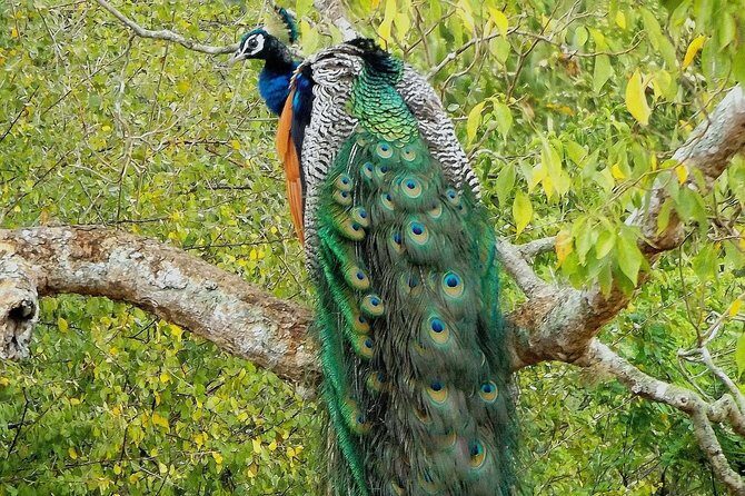Yala Safari by Yala Safari Wonders - The Sum Up: Is This Safari Right for You?