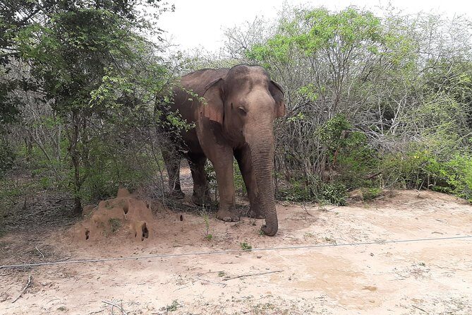 Yala Safari by Yala Safari Wonders - FAQ