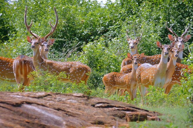 Yala Safari Day Trip from Bentota/ Kalutara/ Ahungalla/ Hikkaduwa - A Deep Dive into the Yala Safari Day Trip Experience