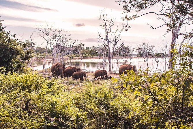 Yala Safari Day Trip from Bentota/ Kalutara/ Ahungalla/ Hikkaduwa - Final Thoughts: Is This Tour for You?