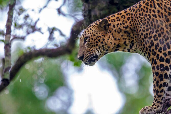 Yala Safari Day Trip from Mirissa/Weligama/Galle/Tangalle areas - An In-Depth Look at the Yala Safari Experience