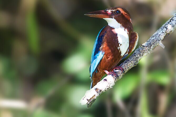 Yala Safari Day Trip from Mirissa/Weligama/Galle/Tangalle areas - Final Thoughts