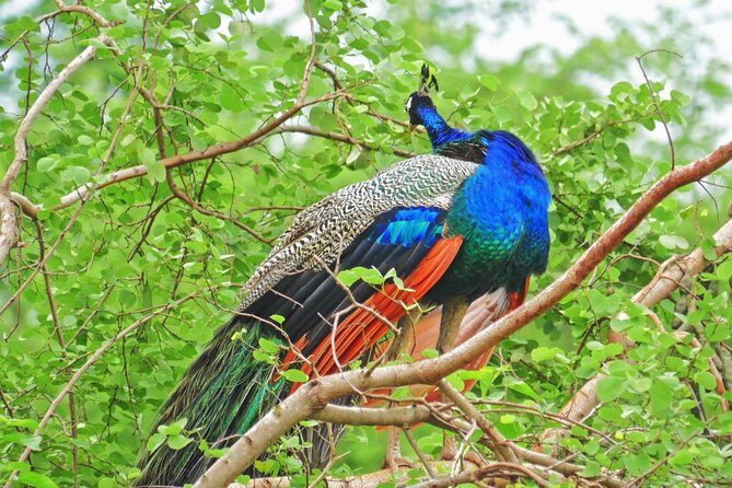 Yala Safari Drive From Galle, Weligama, Mirissa & Dickwella - A Closer Look at the Yala Safari Drive