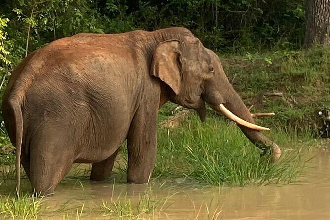 Yala Safari Half Day Tour - The Rich Details of the Yala Safari Experience