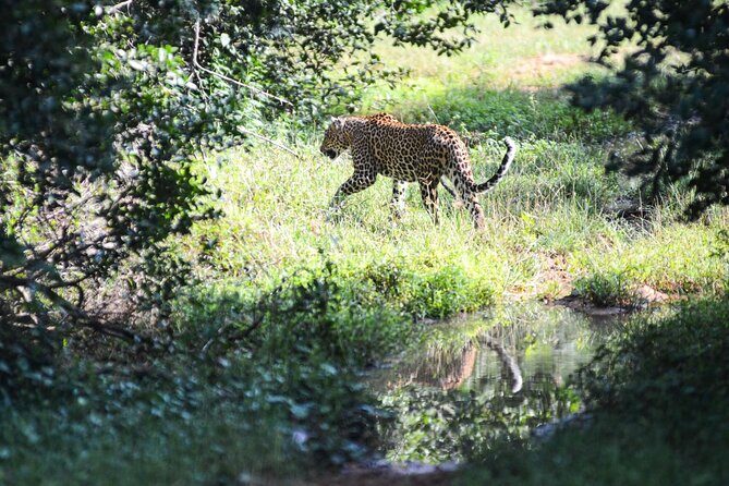 Yala Safari Half Day Tour - Frequently Asked Questions