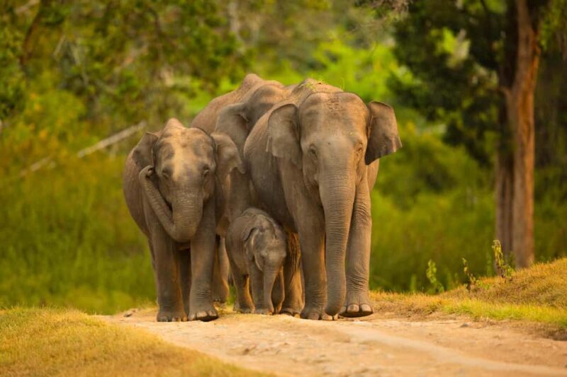 Yala Safari: High-Luxury PRIVATE Tours with Entry Tickets - Why Choose This Yala Safari?