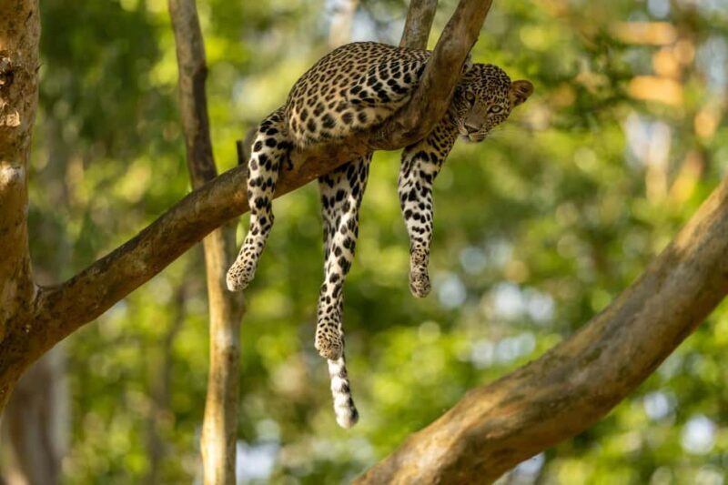 Yala Safari: High-Luxury PRIVATE Tours with Entry Tickets - In-Depth Look at the Itinerary