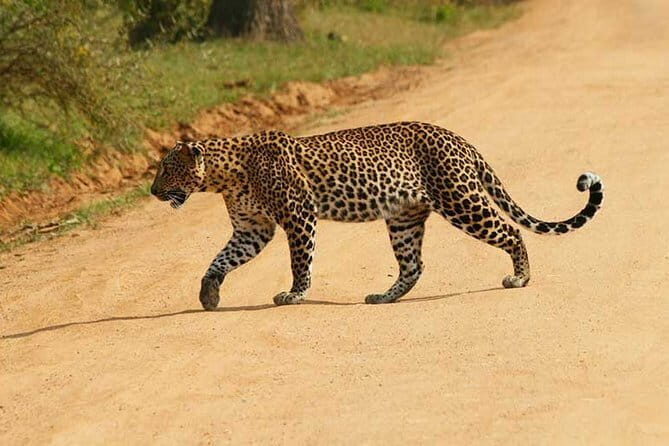 Yala Safari Private Day Tour From Kaluthara/Beruwala/Bentota/Kosgoda/Ahungalla - Introduction