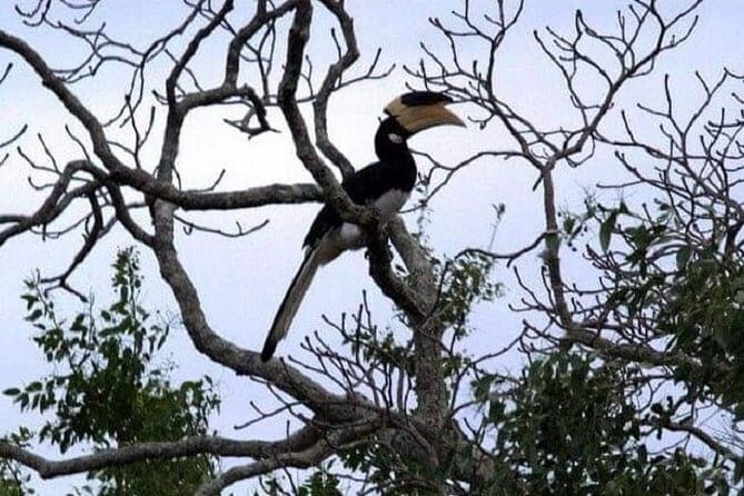 Yala Safari Private Day Tour From Kaluthara/Beruwala/Bentota/Kosgoda/Ahungalla - Key Points