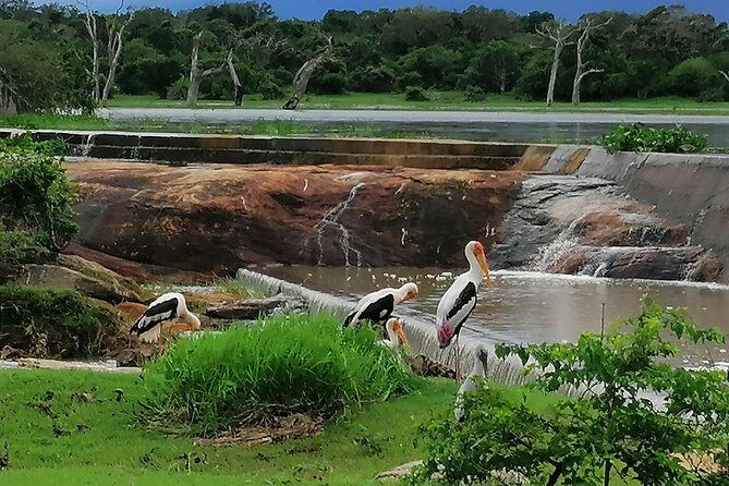 Yala Safari Private Day Tour Kaluthara/Beruwala/Bentota/Kosgoda/Ahungalla - In-Depth Look at the Yala Safari Private Tour