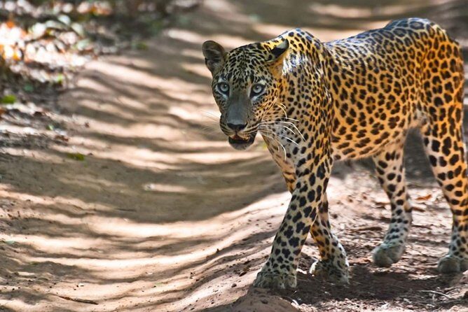 Yala Safari Private Day Trip from Bentota and Kalutara Areas - What to Expect on this Yala Safari Tour