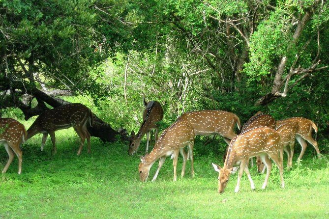 Yala Safari Private Day Trip from Bentota and Kalutara Areas - Transportation and Timing