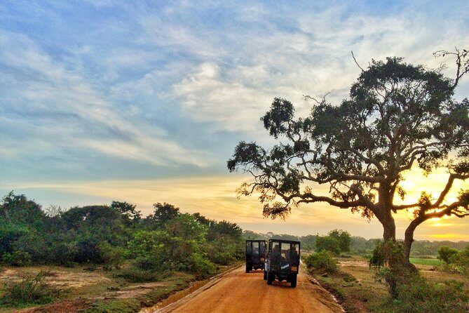 Yala Safari Private Day Trip from Bentota and Kalutara Areas - Who This Tour is Perfect For