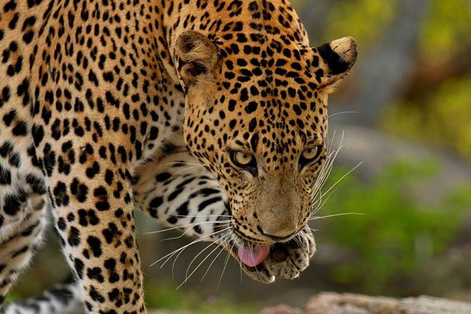 Yala Safari Private Day Trip from Bentota and Kalutara Areas - Final Thoughts