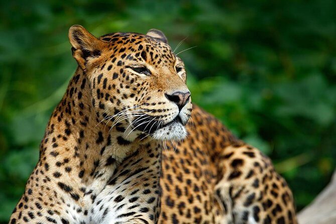Yala Safari Private Day Trip from Bentota and Kalutara Areas - FAQs