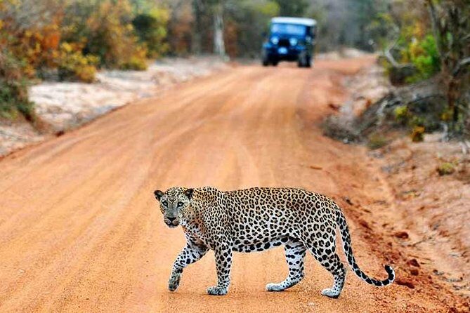 Yala Safari Private Day Trip with Return Transport -All Inclusive - What to Expect from the Tour