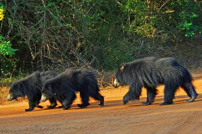 Yala Safari Private Day Trip with Return Transport -All Inclusive - Who Should Consider This Tour?