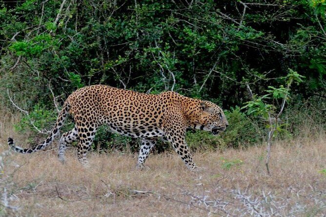 Yala Safari Private Day Trip with Return Transport -All Inclusive - Final Thoughts