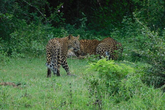 YALA SAFARI TOUR From Galle/Unawatuna/Mirissa/Matara/Tangalle - Who Will Love This Safari?